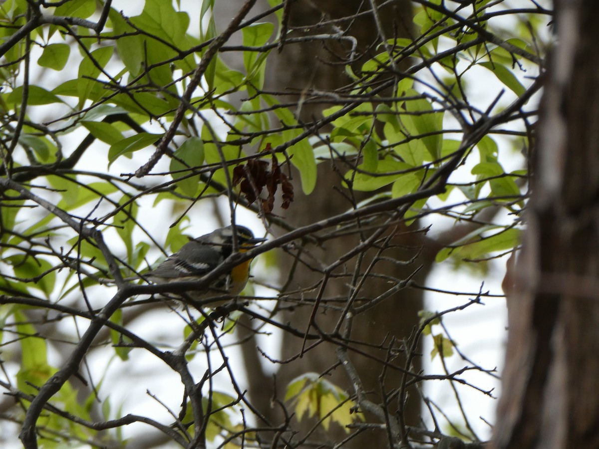 Paruline à gorge jaune - ML654435090
