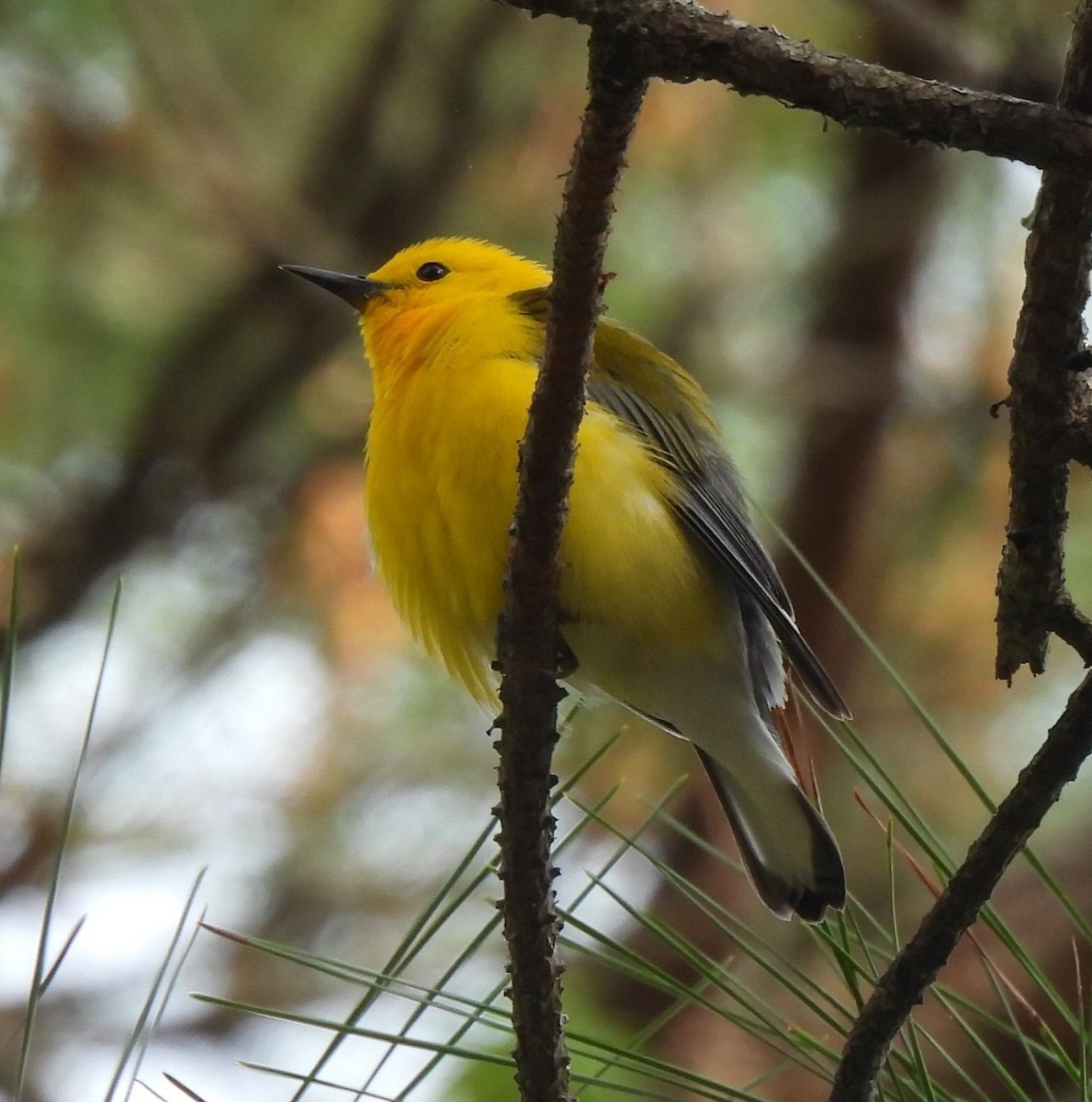 Protonoter Ötleğeni - ML654435446