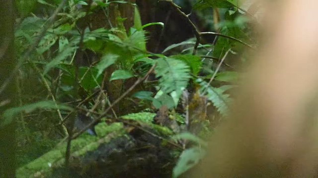 Rusty-belted Tapaculo - ML654436328