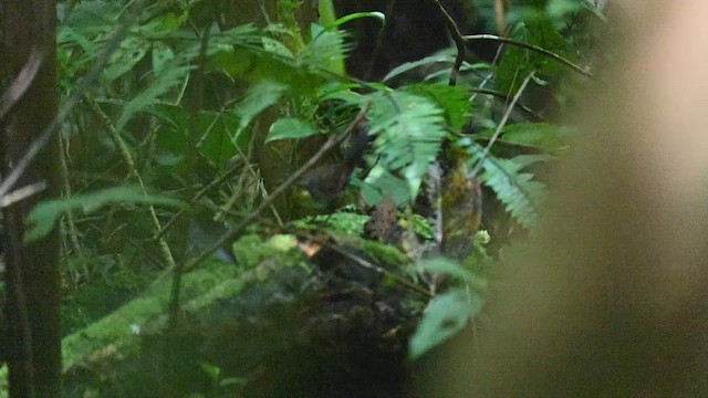 Rusty-belted Tapaculo - ML654436330