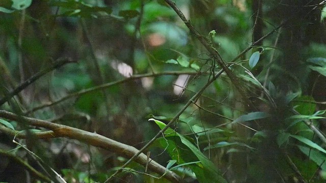 Rusty-belted Tapaculo - ML654436335