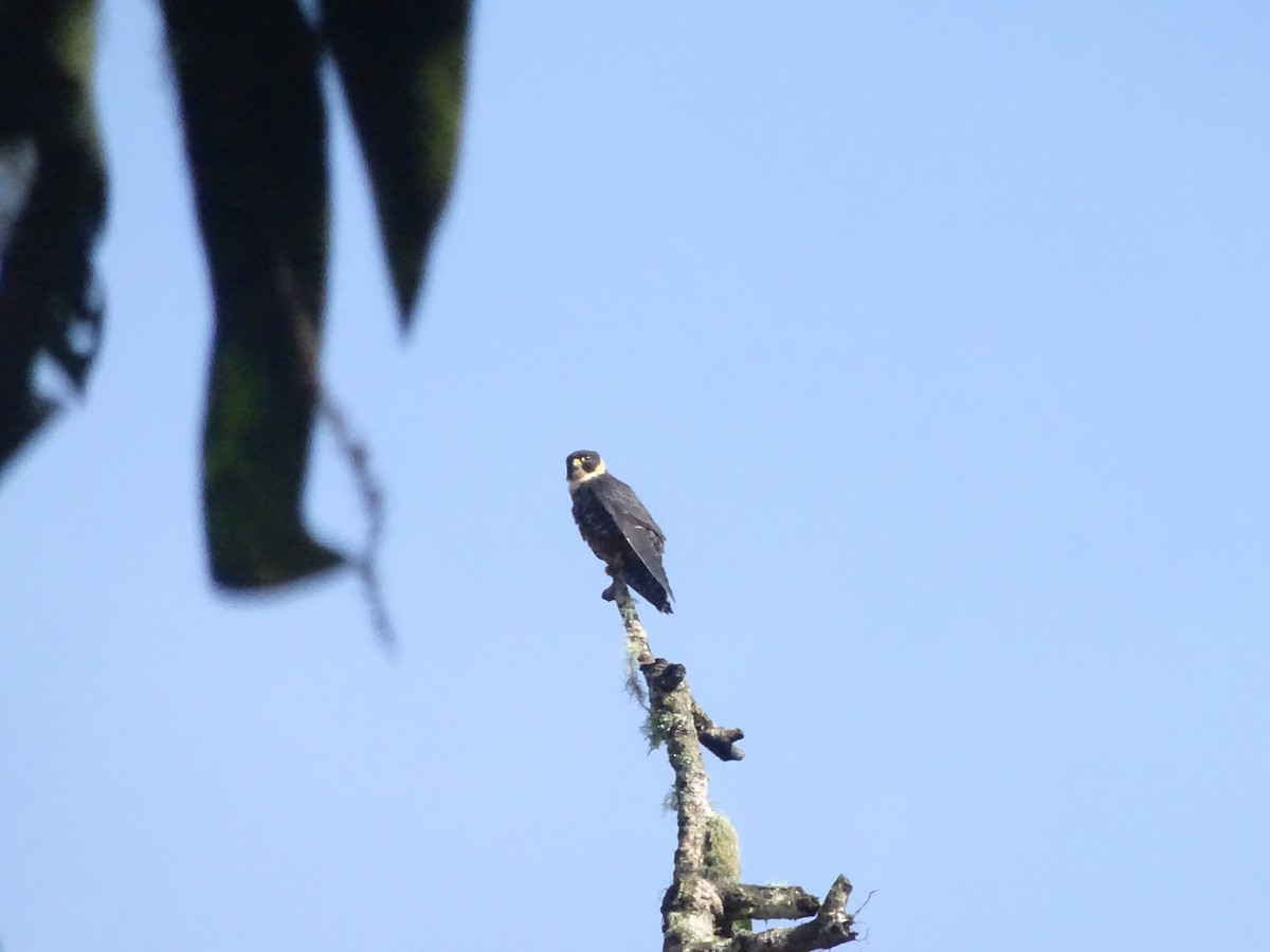 Bat Falcon - ML654440336