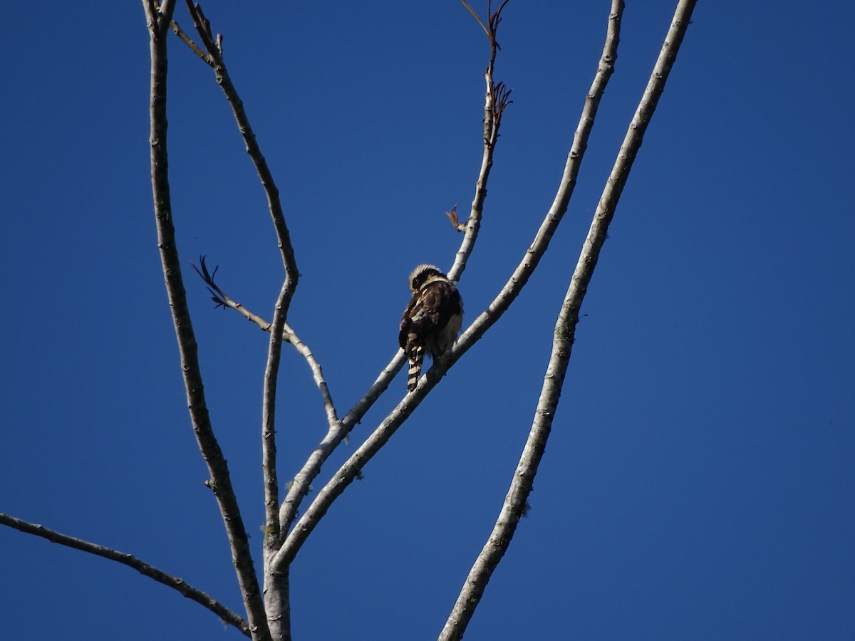 Laughing Falcon - ML654440345