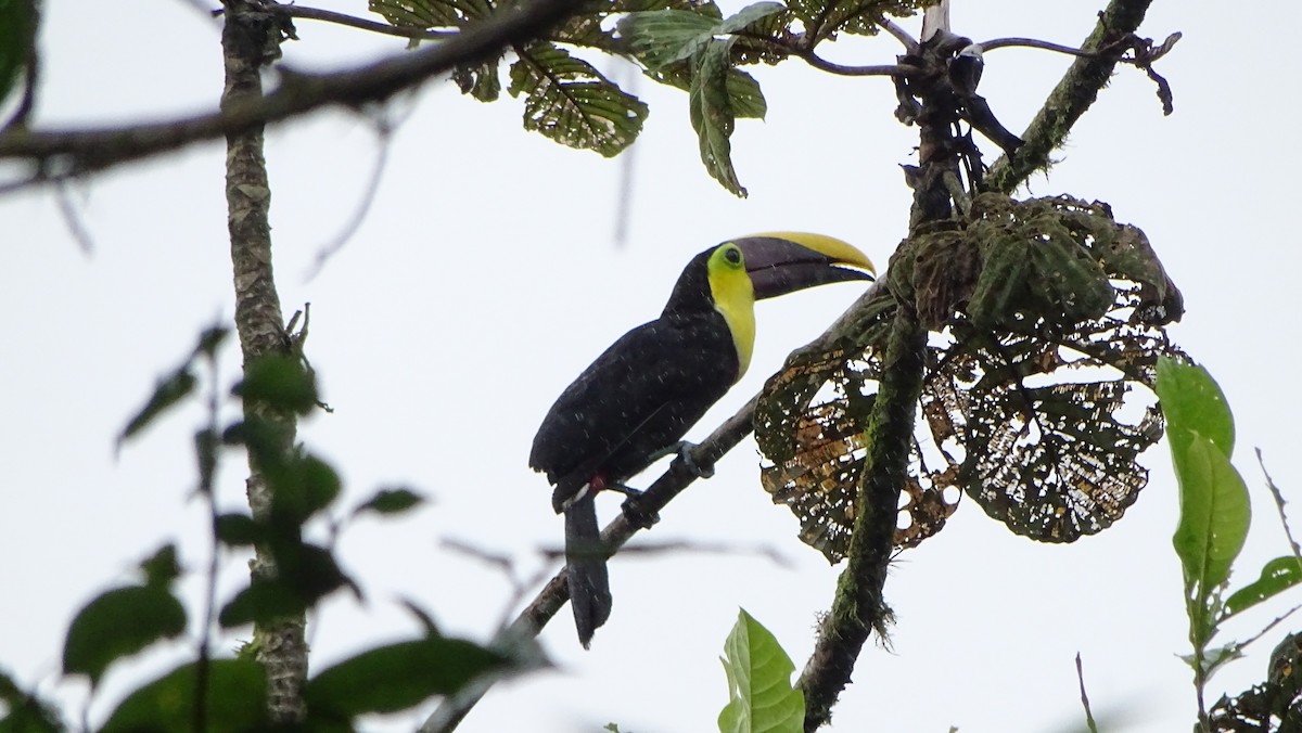 Choco Toucan - ML654440367