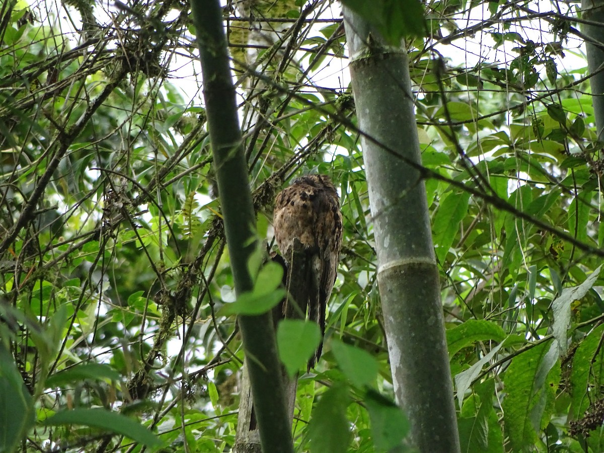 Common Potoo - ML654440385