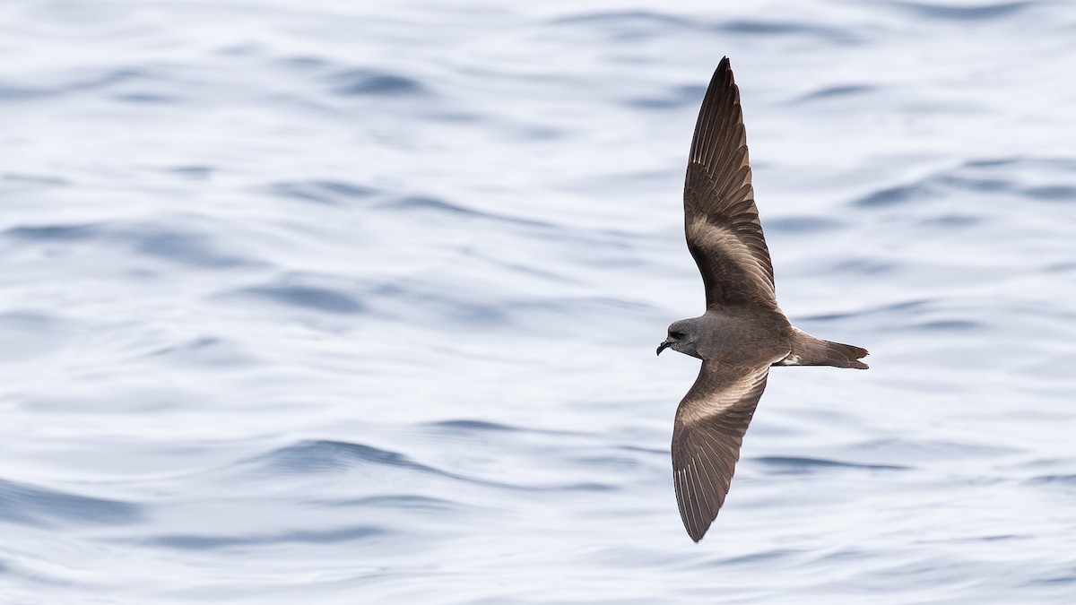 Северная/Летняя качурка (dark-rumped) - ML654440418