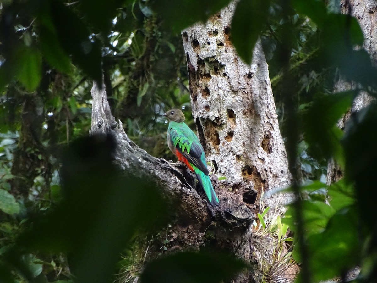 Golden-headed Quetzal - ML654440419