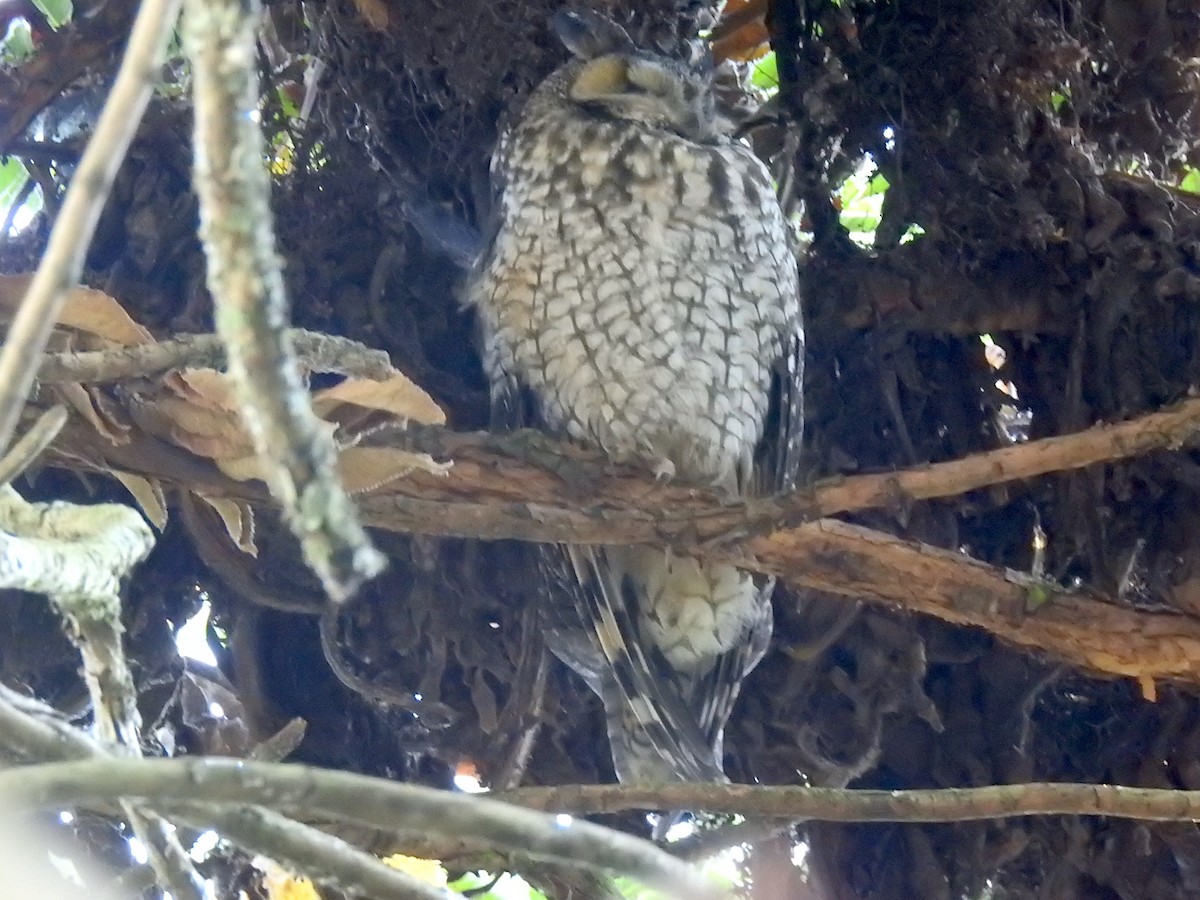 Abyssinian Owl - ML654440971