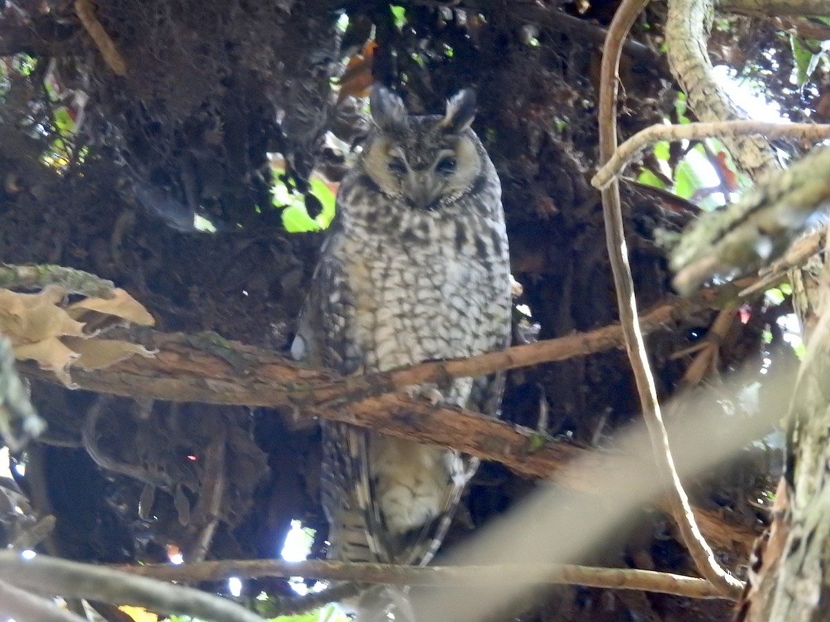 Abyssinian Owl - ML654440974