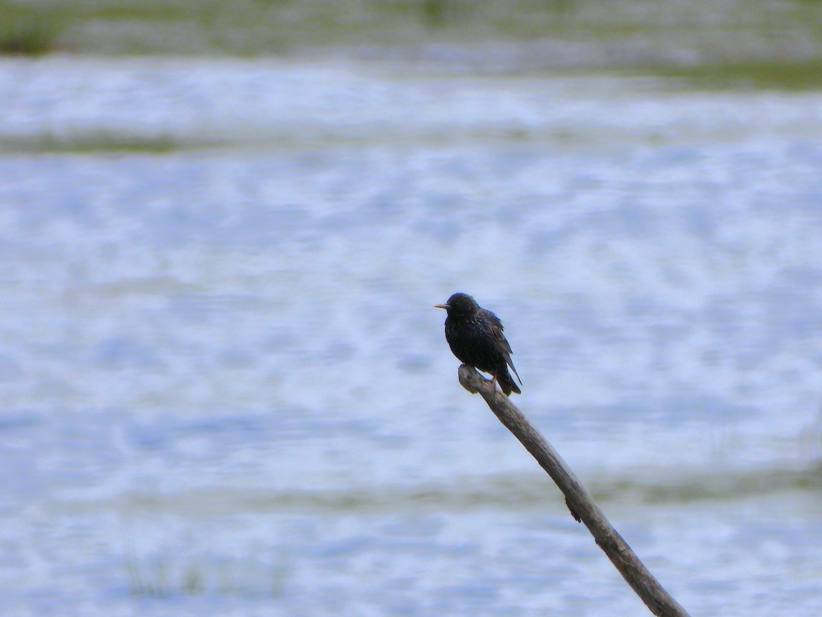 European Starling - ML654441176