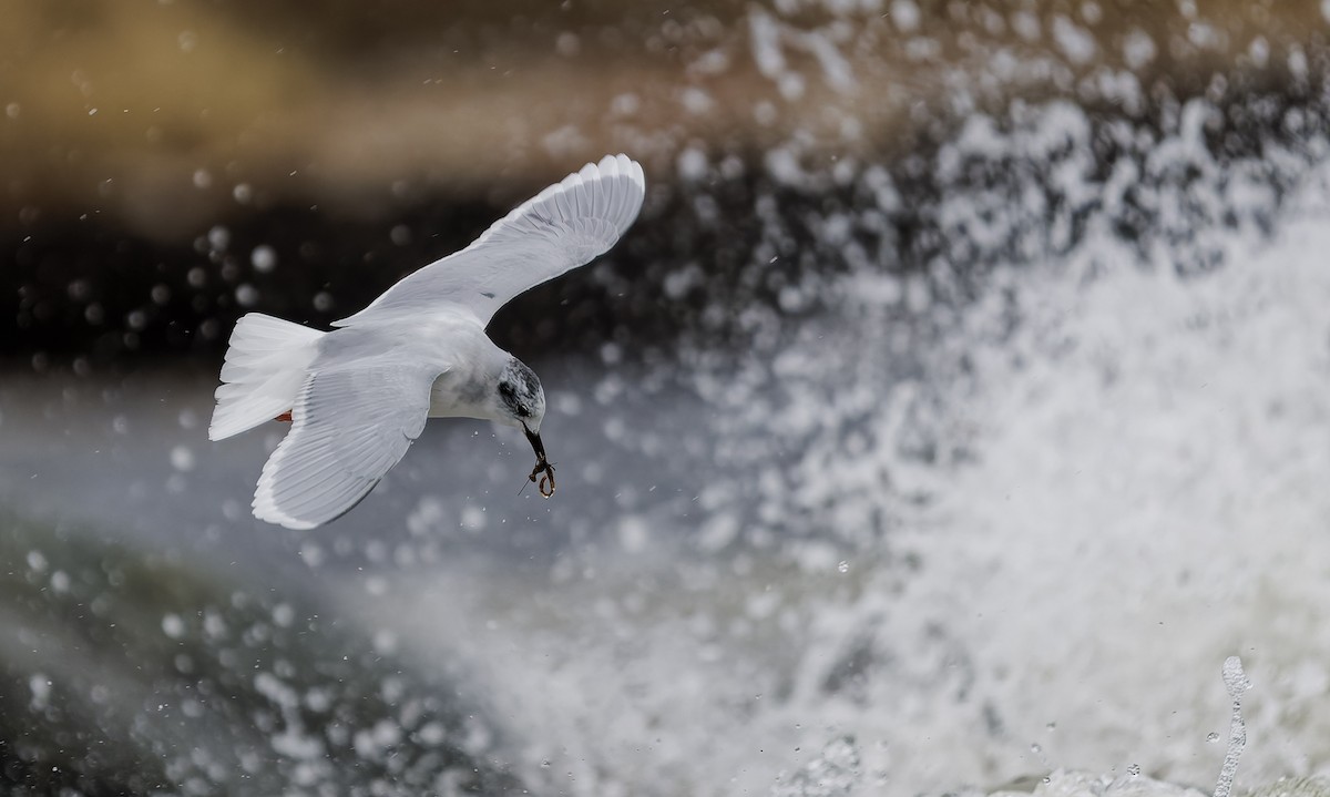 Mouette pygmée - ML654443204