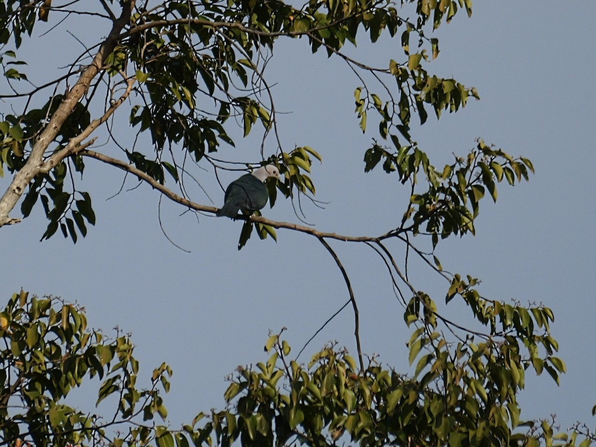 Green Imperial-Pigeon (Green) - ML654444496