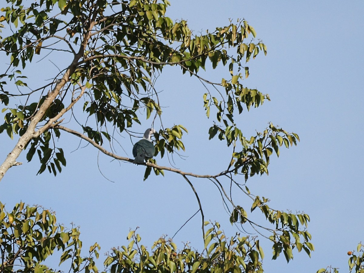 Green Imperial-Pigeon (Green) - ML654444497
