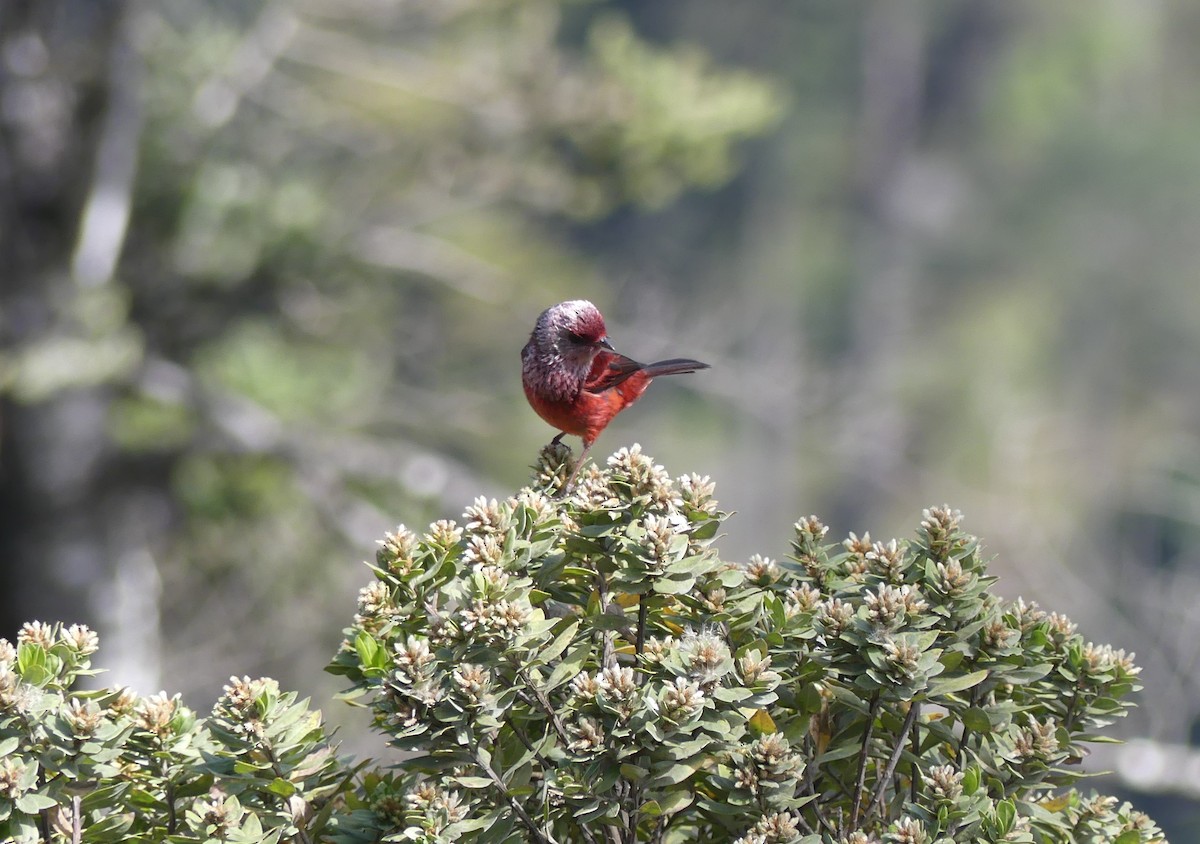 Pink-headed Warbler - ML654444979