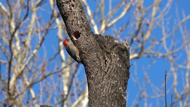 Red-bellied Woodpecker - ML654445123