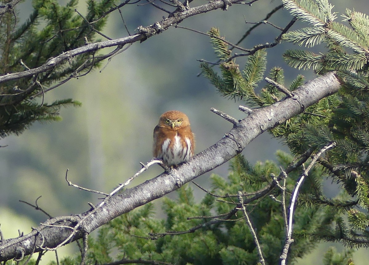 Northern Pygmy-Owl (Guatemalan) - ML654445191