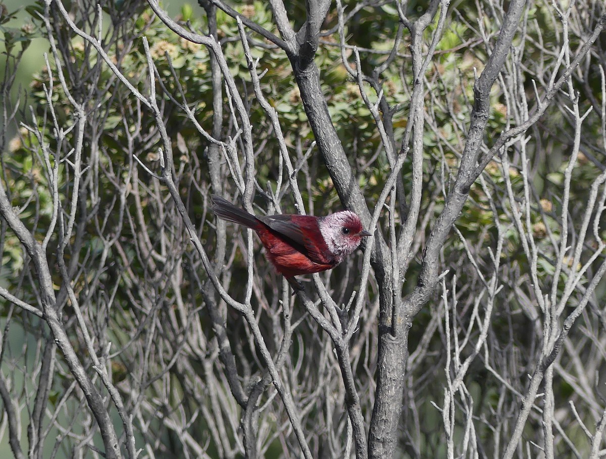 Pink-headed Warbler - ML654445491