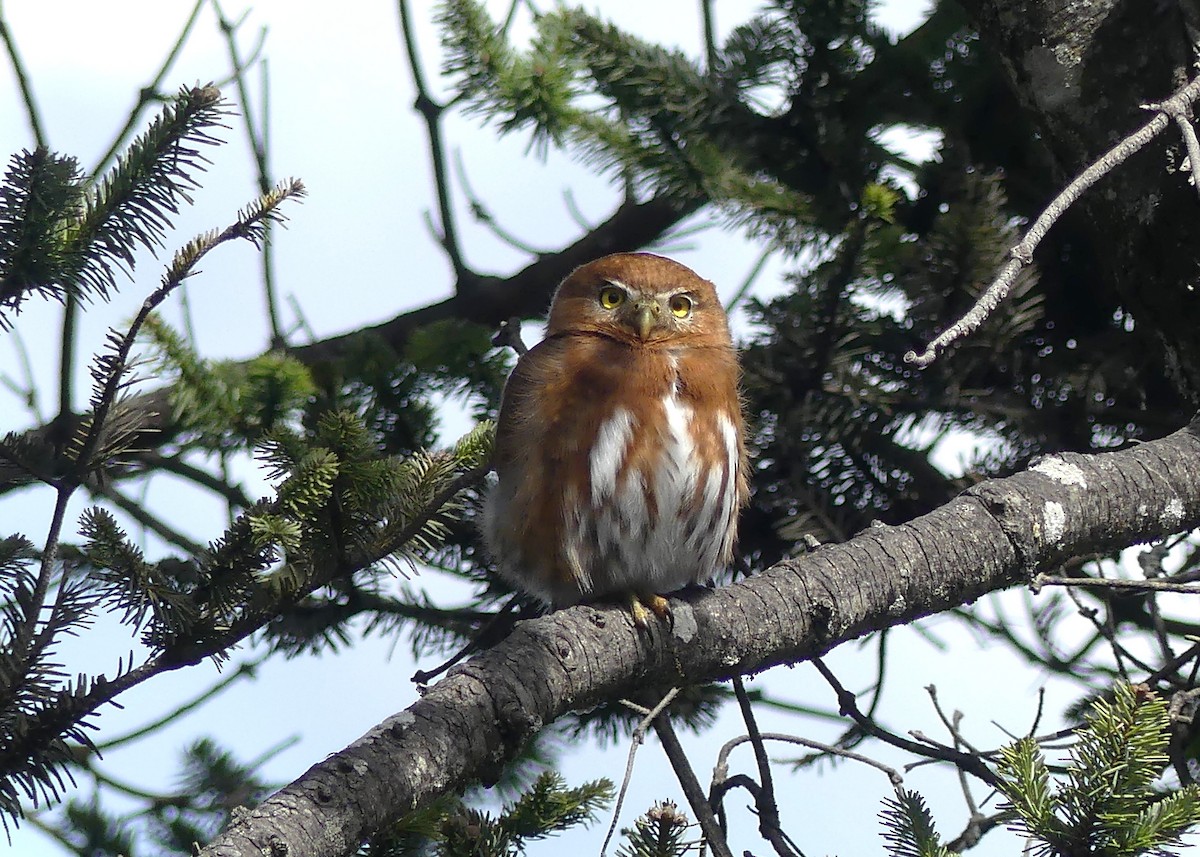Northern Pygmy-Owl (Guatemalan) - ML654445591