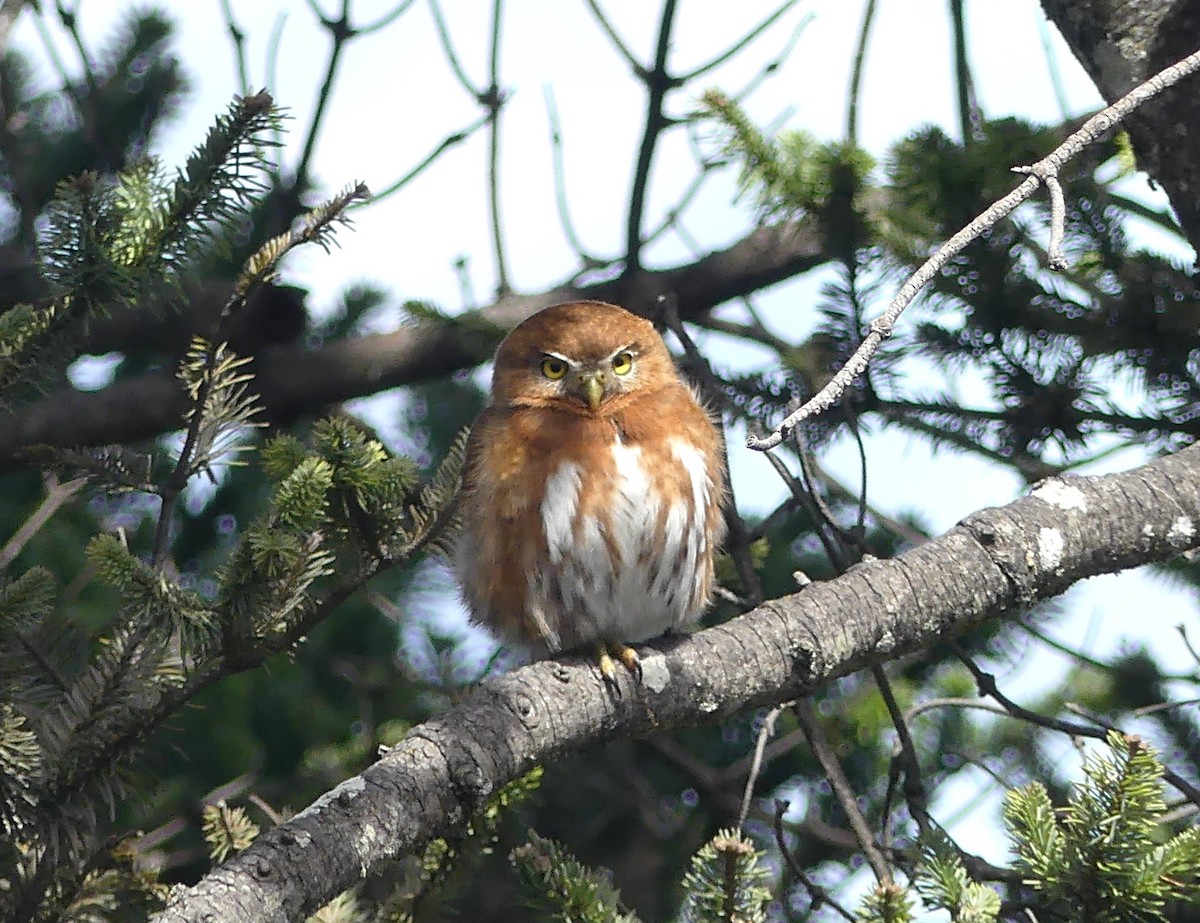 Northern Pygmy-Owl (Guatemalan) - ML654445746