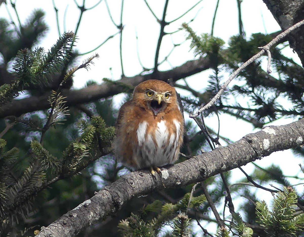 Northern Pygmy-Owl (Guatemalan) - ML654445838