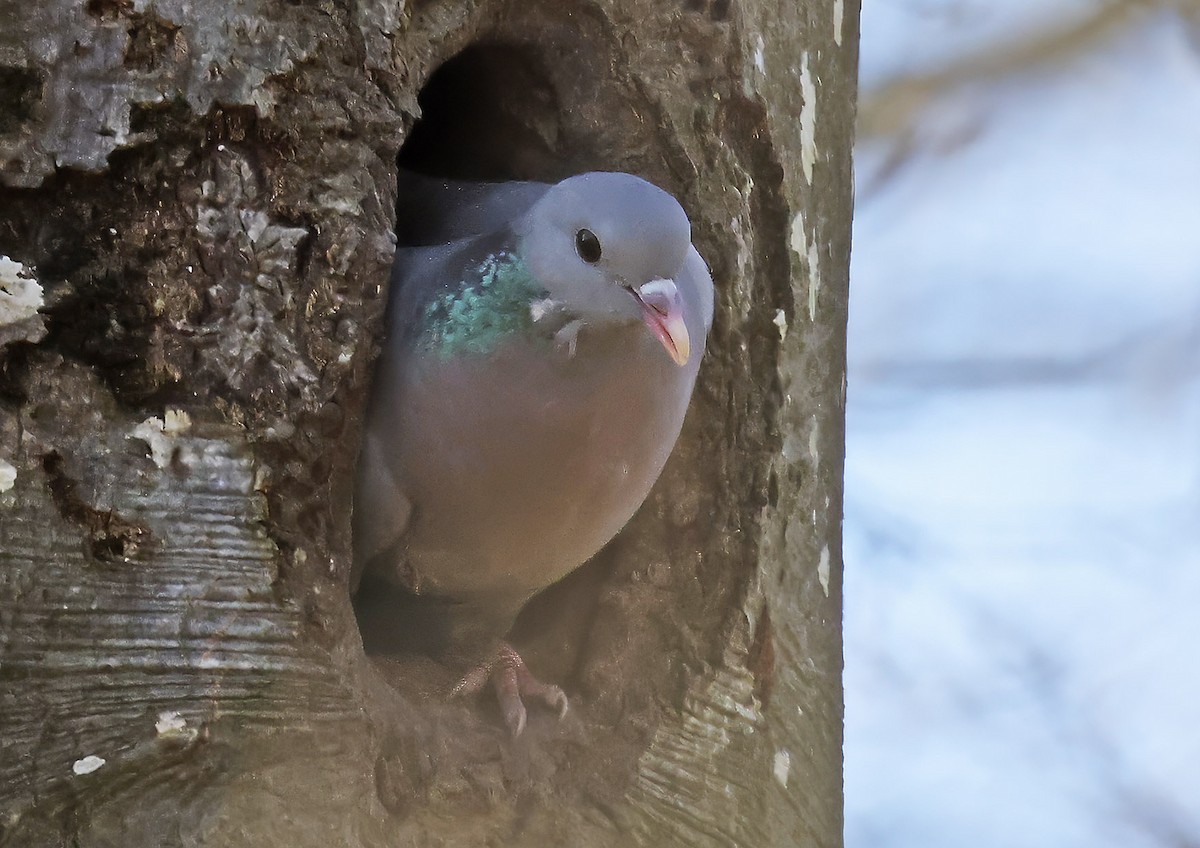 Stock Dove - ML654445891