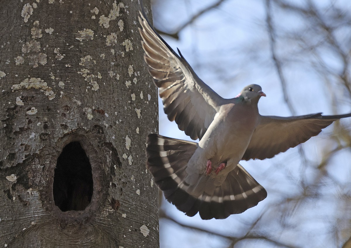 Stock Dove - ML654445892