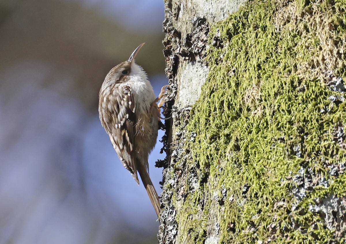 Short-toed Treecreeper - ML654445917