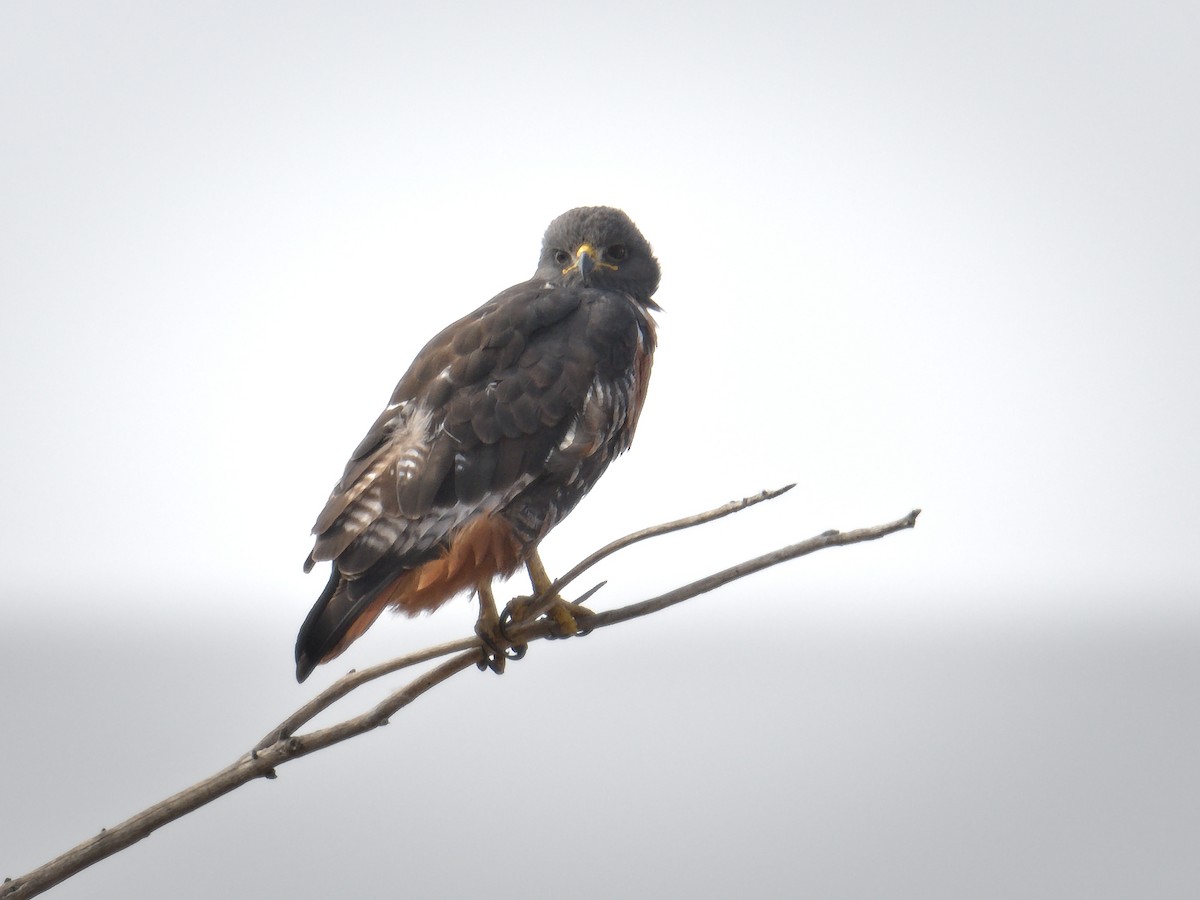 sjakalvåk - ML654446095