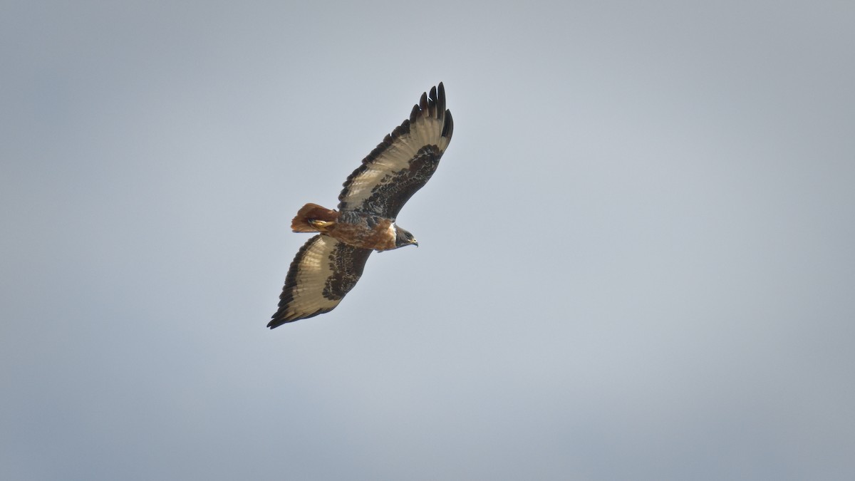 sjakalvåk - ML654446359