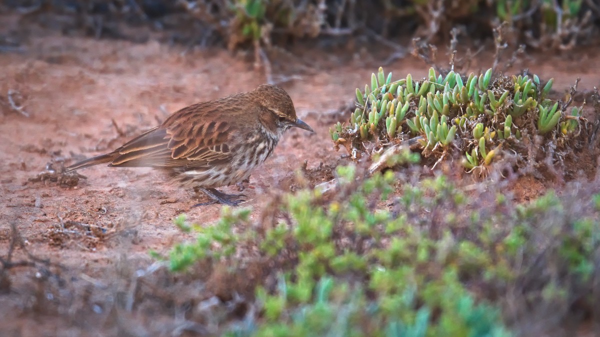 Karoo Lark - ML654446605