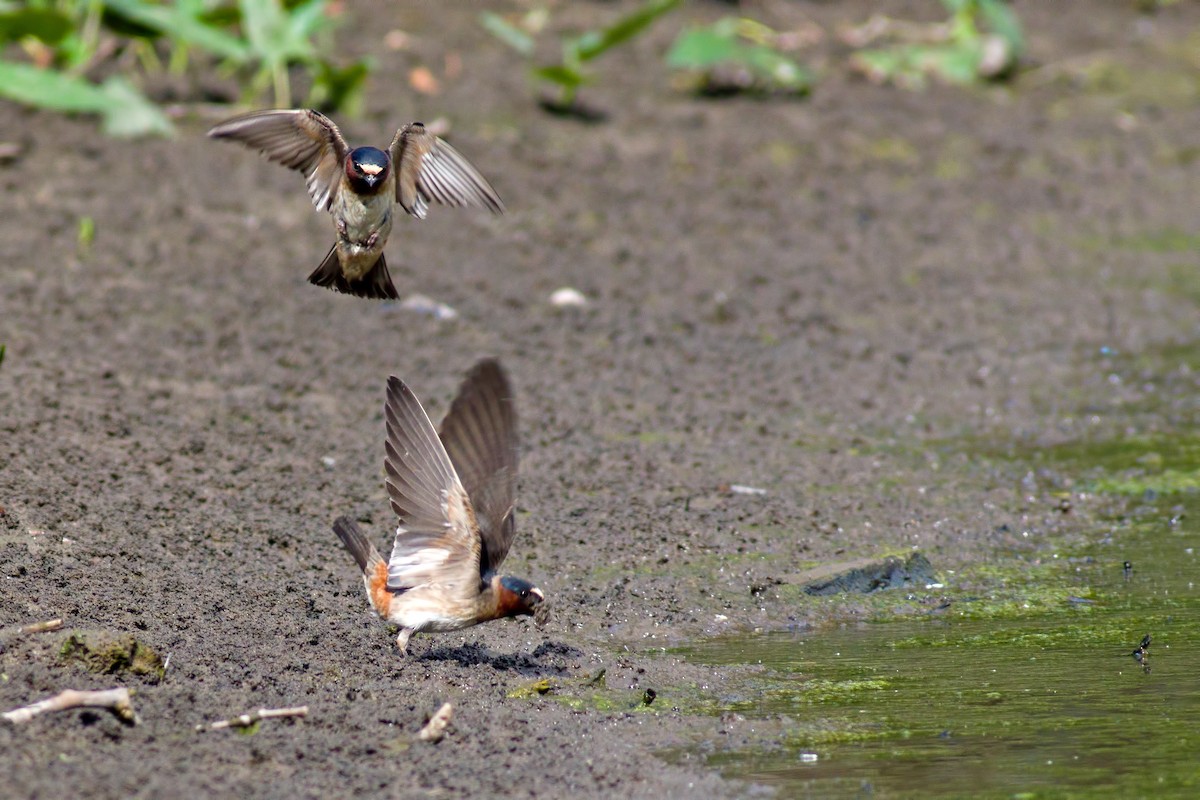 Cliff Swallow - ML65444661