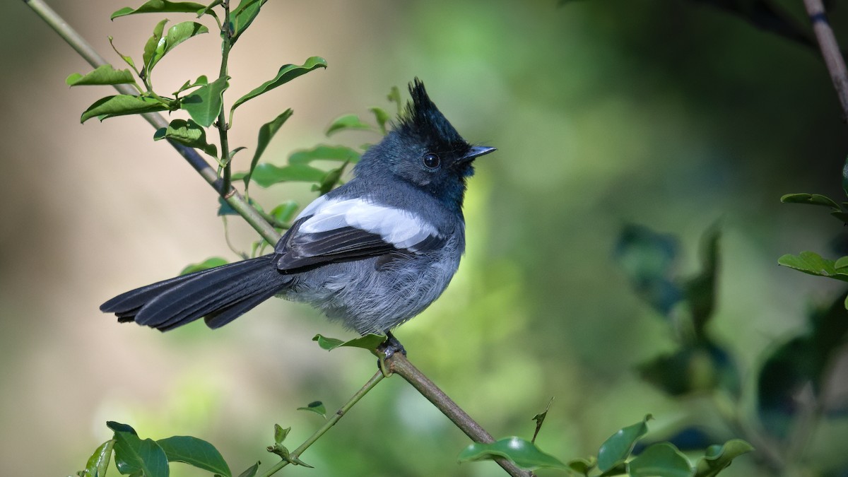 African Crested Flycatcher - ML654446992