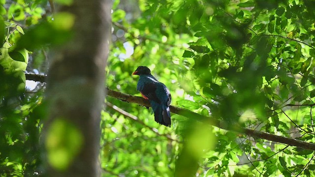 Pavonine Quetzal - ML654447567
