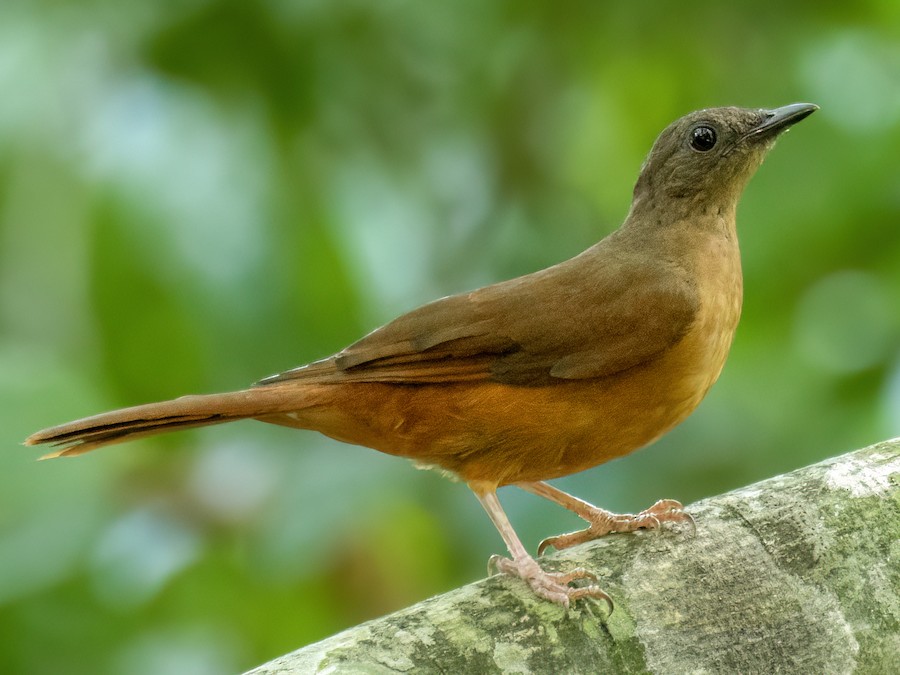 アリクイツグミ - eBird