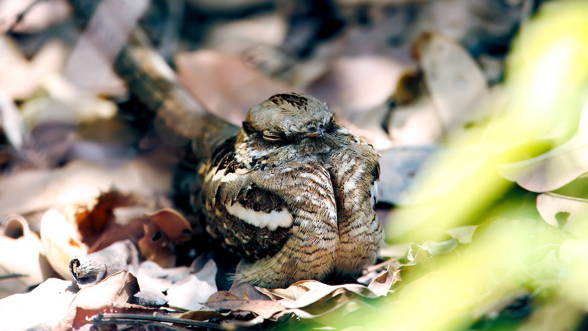 Long-tailed Nightjar - ML654450702