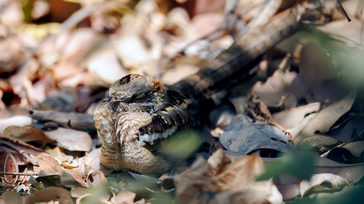 Long-tailed Nightjar - ML654450710