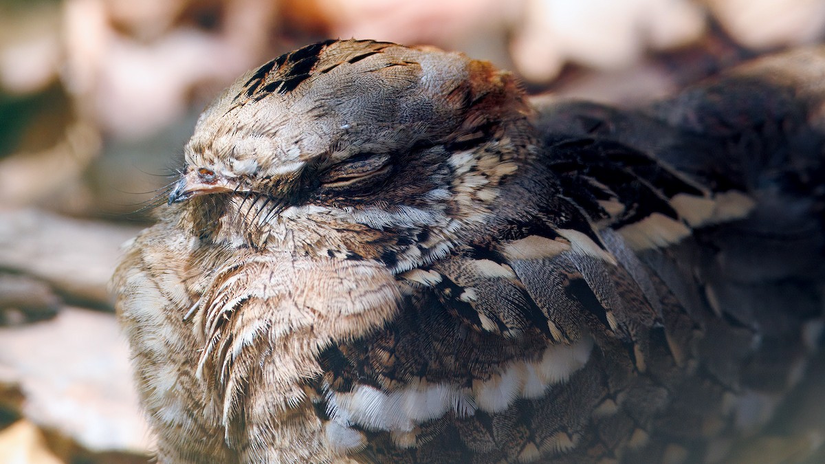 Long-tailed Nightjar - ML654450716