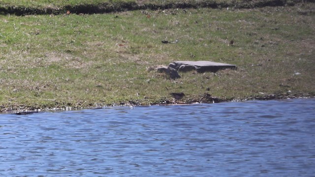 lesňáček potoční - ML654450844