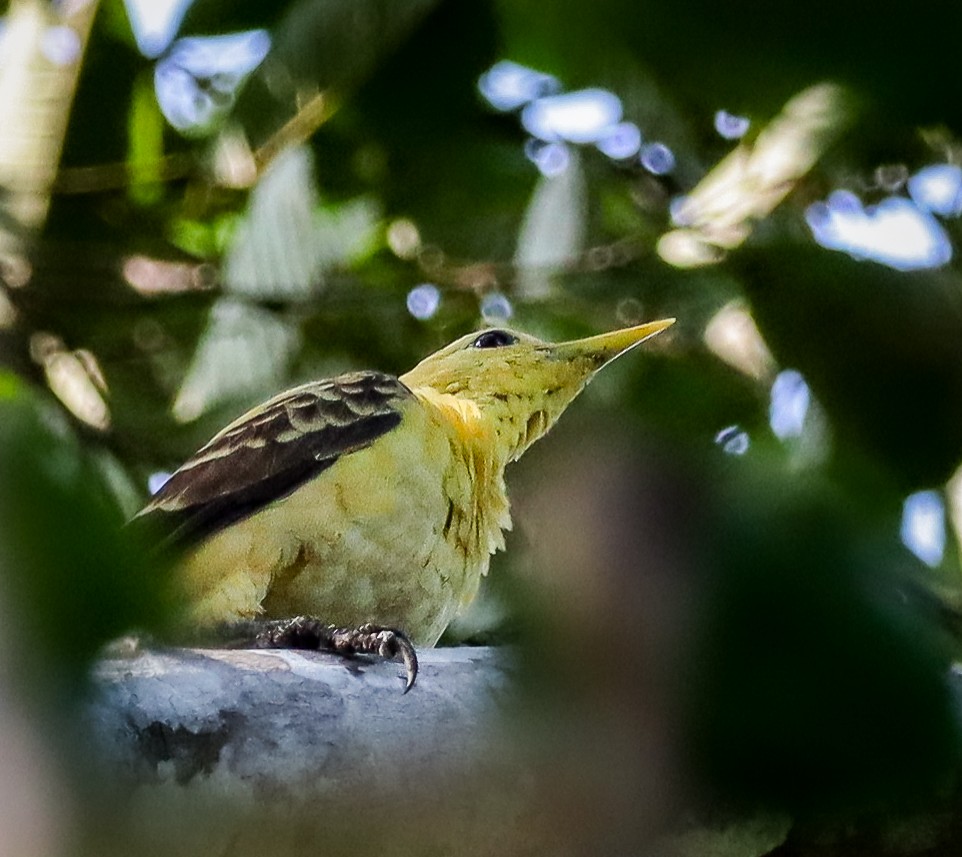 Cream-colored Woodpecker - ML654450846