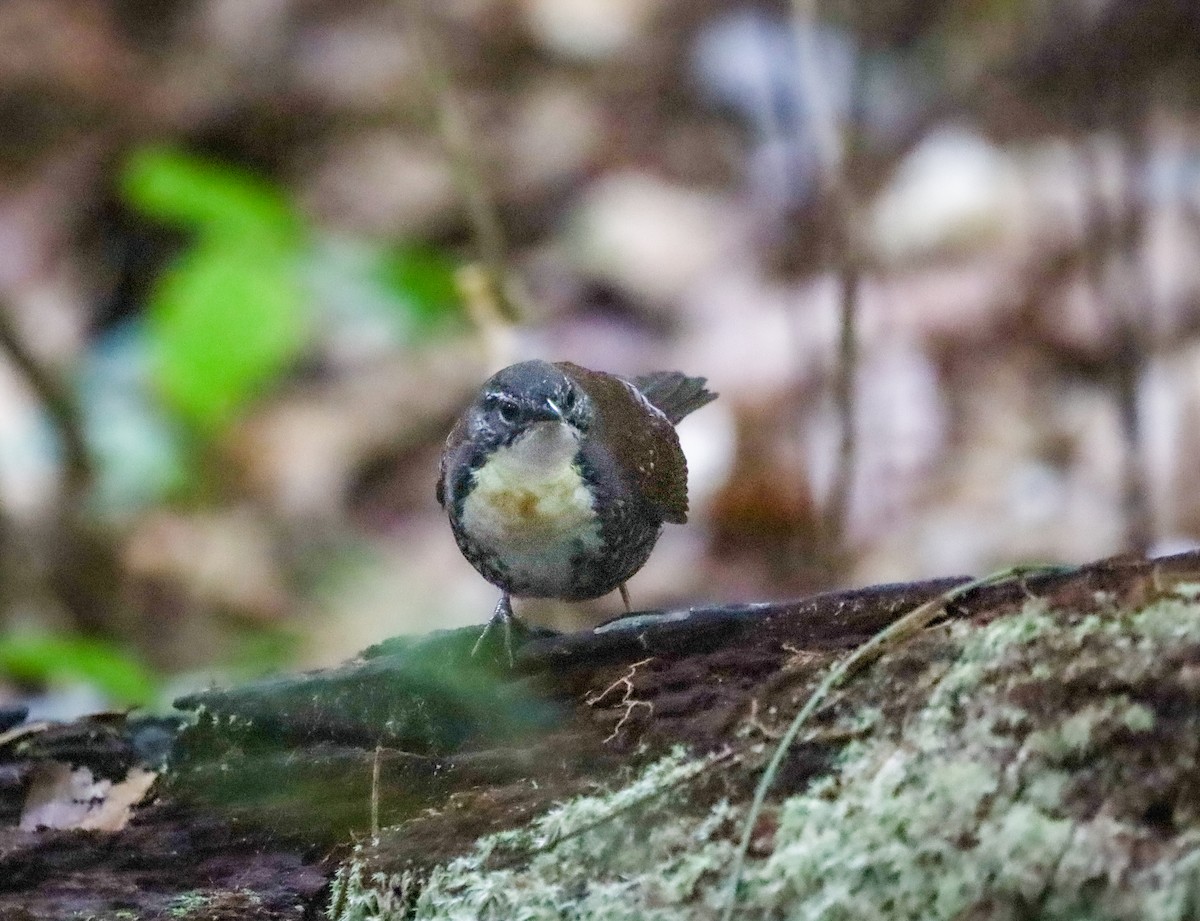 Rusty-belted Tapaculo - ML654450869