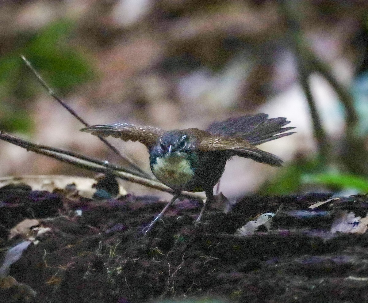 Rusty-belted Tapaculo - ML654450870