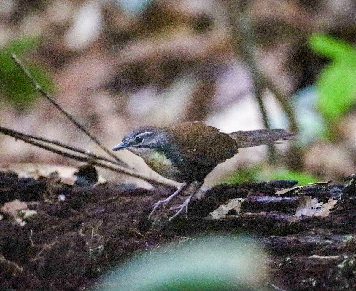 Rusty-belted Tapaculo - ML654450871