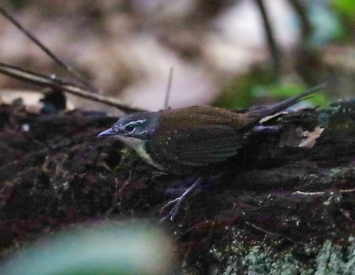 Rusty-belted Tapaculo - ML654450882