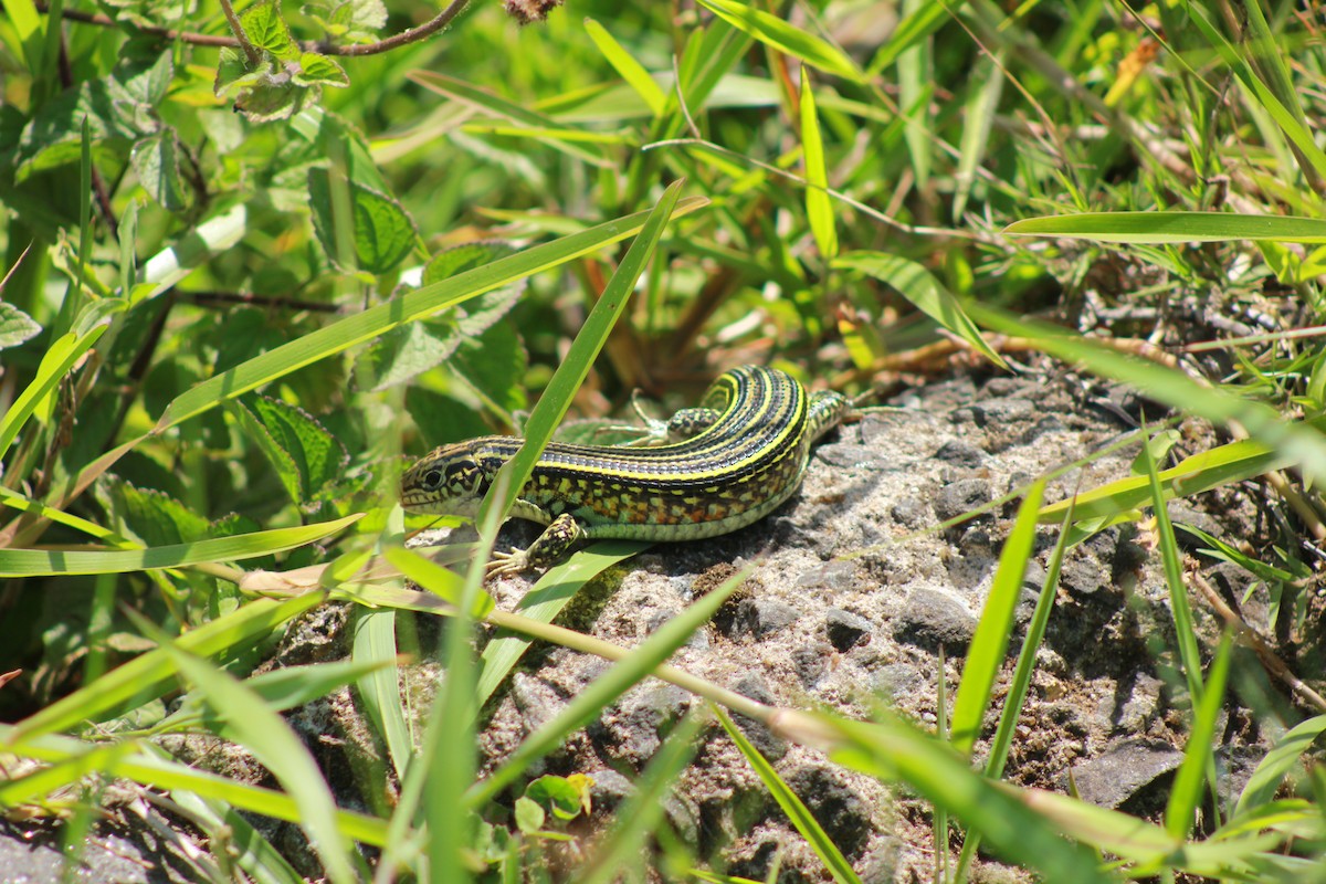 Reptiles - ML654451320