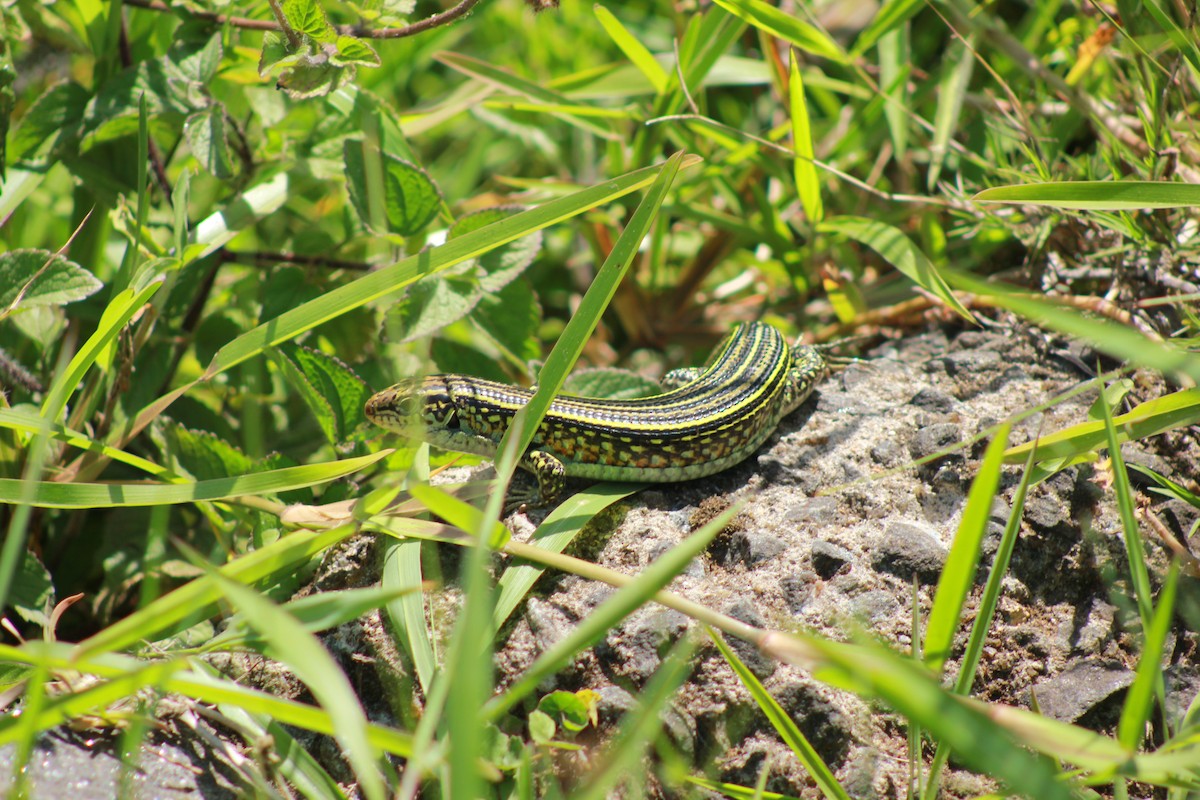 Reptiles - ML654451344