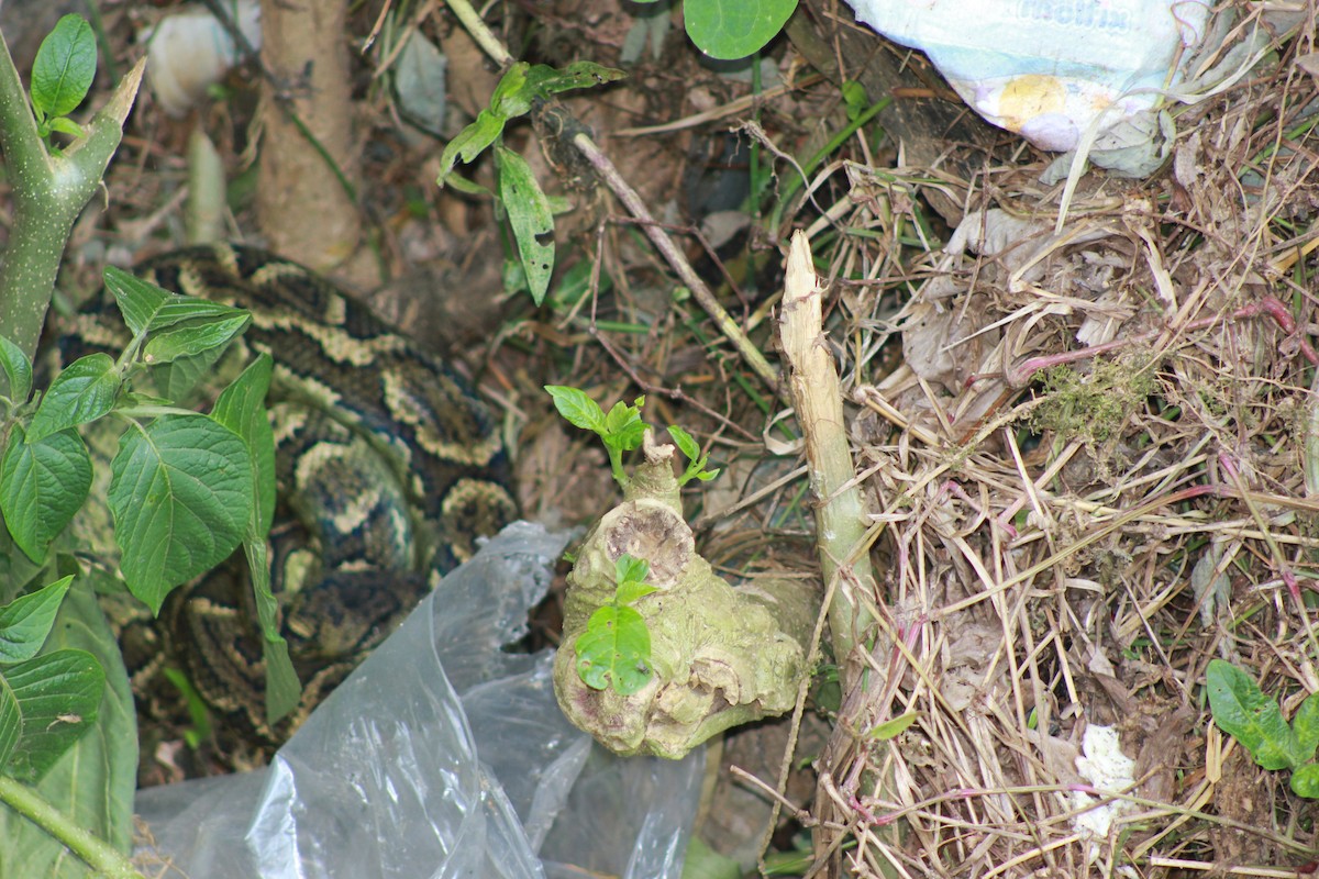 Boa de Madagascar - ML654451363