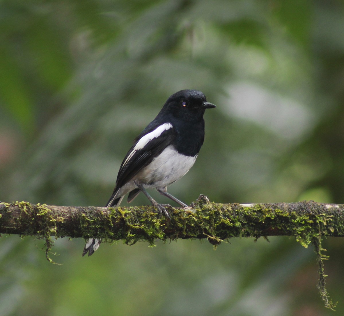 Shama de Madagascar - ML654452044