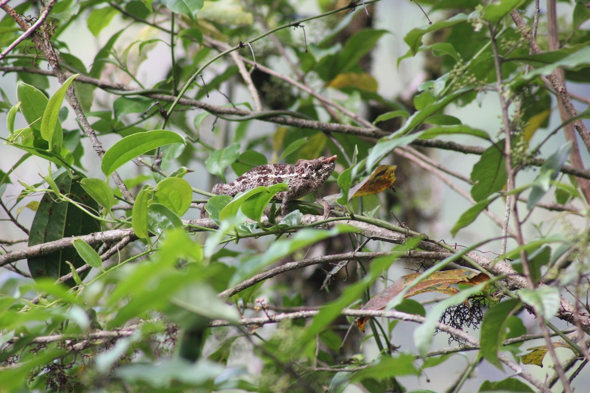 Reptiles - ML654452165