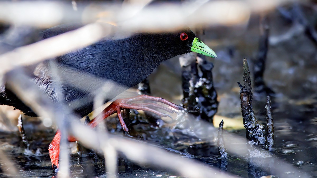Black Crake - ML654452281