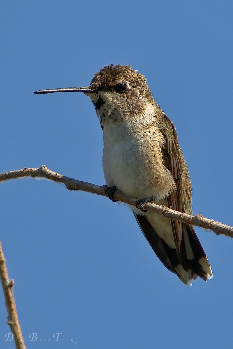 Black-chinned Hummingbird - DigiBirdTrek CA